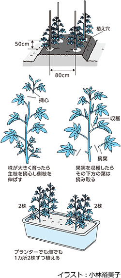 栄養豊か 花も楽しめるオクラ Ja埼玉中央ホームページ